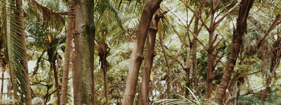 Forest canopy